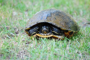 Big Box Turtle