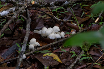 Small white fungi in leaf litter near Kuranda in Tropical North Queensland, Australia