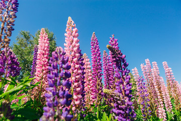 Blooming Lupine flowers - Lupinus polyphyllus - garden or fodder plant
