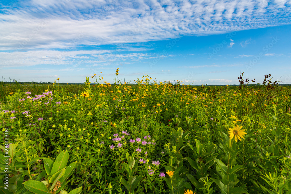 Poster Summer wildflowers