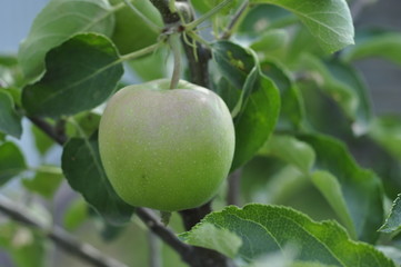 Green unripe apples on a tree with foliage ripen in the sun