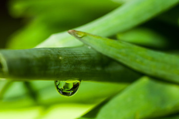 A drop hanging from a stalk of green onions on a green kitchen board