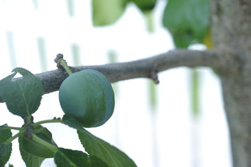 Green unripe plums on the tree for home use