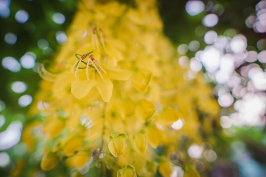 Bunga Ratchapurek รูปภาพRatchapruek – เลือกดูภาพถ่ายสต็อก เวกเตอร์ และวิดีโอ276 | Adobe Stock