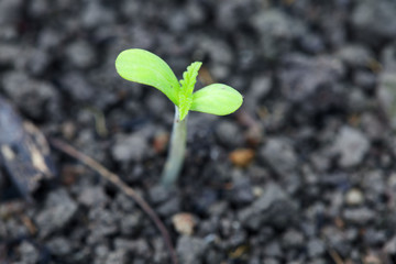 close up of young cannabis plant.