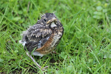 baby robin fledgeling waiting for mom