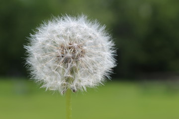 dandelion seeds before being blown away