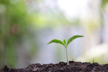 small tree sapling plants planting with dew