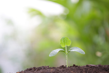 small tree sapling plants planting with dew