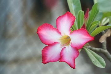 Fototapeta na wymiar pink Adenium obesum flower in nature garden