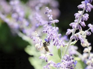 Lavander flower blooming with bee 