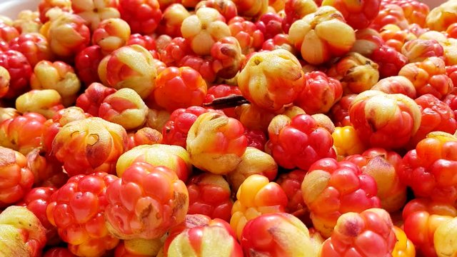 Group of fresh cloudberries, hand picking up one, real time