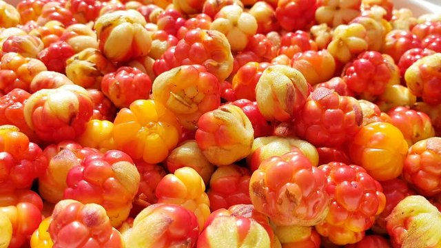 Bucket of ripe wild arctic cloudberries, Nordic superfood