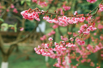 Vintage sakura or cherry blossom