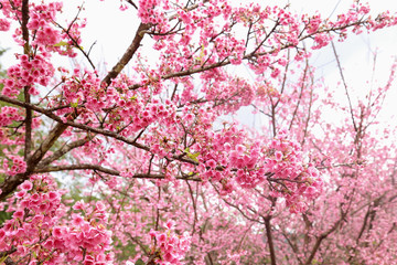 Vintage sakura or cherry blossom