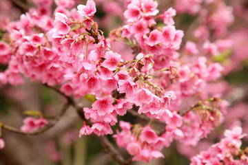 Vintage sakura or cherry blossom