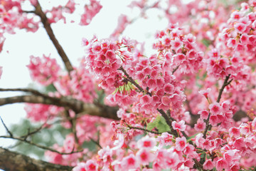 Fototapeta na wymiar Vintage sakura or cherry blossom