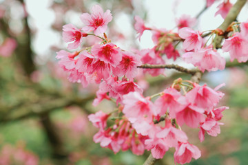 Obraz na płótnie Canvas Vintage sakura or cherry blossom