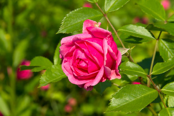 Beautiful pink rose in the summer garden