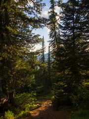 Forest landscape. The path among the firs and cedars in the park Ergaki. Mountains Western Sayan