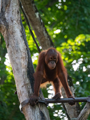Captive Sumatran Orangutans (Orangutang, Orang-utang)
