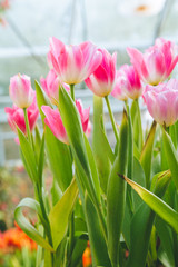 Tulip flowers  in garden nature background