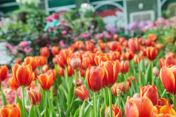 Tulip flowers  in garden nature background