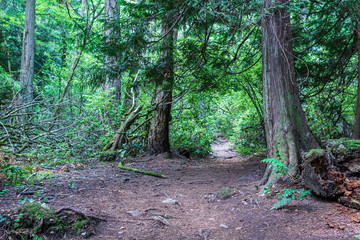 hiking path or trail in forrest surrounded by green bushes and trees on vancouver island.