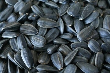 Sunflower Seed close-up background.Black Roasted Sunflower Seeds Texture.Food background