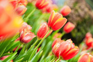 Tulip flowers  in garden nature background
