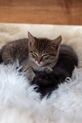 Kittens sleeping