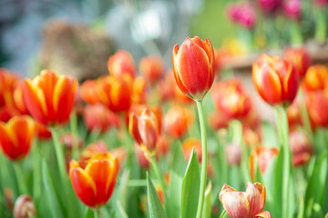 Tulip flowers  in garden nature background