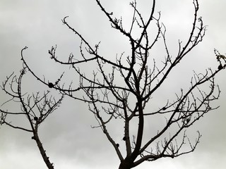 Tree that lost their leaves during a cloudy and dark day.