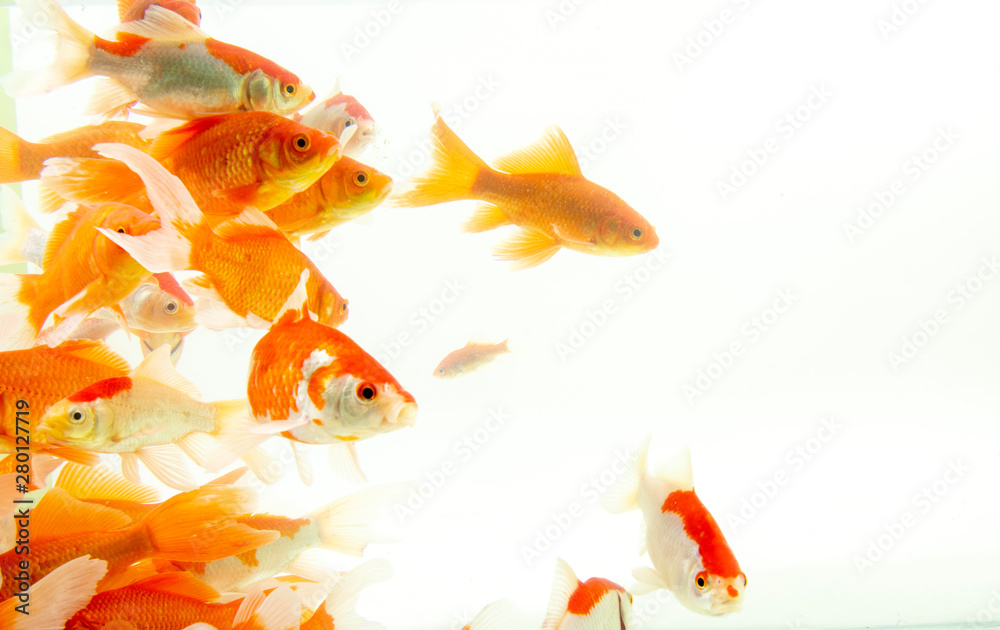 Wall mural Fish koi gold white background