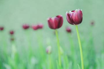 Tulip flowers  in garden nature background