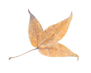 Naklejka premium Autumn still life of maple leaves isolated on white