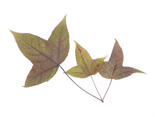 Autumn still life of maple leaves isolated on white