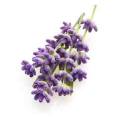 Flower violet lavender herb isolated