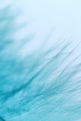 blue feather macro background. Bird feather texture on a blurred  blue background. Soft focus.