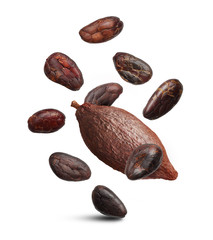 Cacao beans isolated