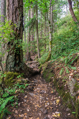 hiking path or trail in forrest surrounded by green bushes and trees on vancouver island.