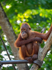 Captive Sumatran Orangutans (Orangutang, Orang-utang)
