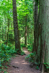 Obraz premium hiking path or trail in forrest surrounded by green bushes and trees on vancouver island.