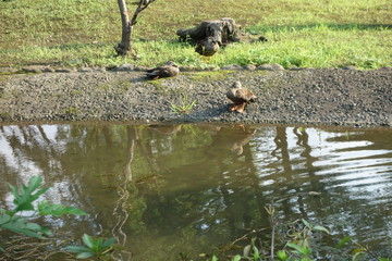 対岸のカルガモ