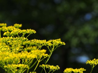 オミナエシの花