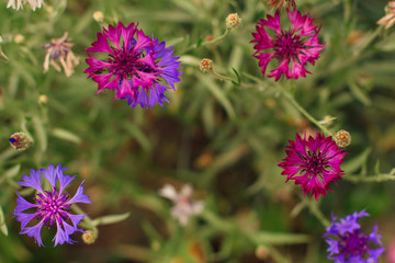 Obraz premium Blooming purple cornflowers in a summer field.
