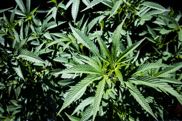 Marijuana Growing in California