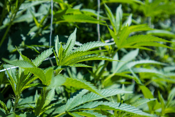 Marijuana Garden Growing in California