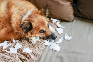 Dog lying on the sofa with torn papers.