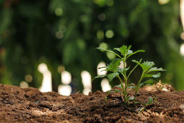 Young plant on nature background